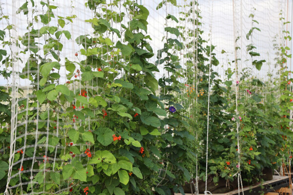 Climbing plants growing up a net structure