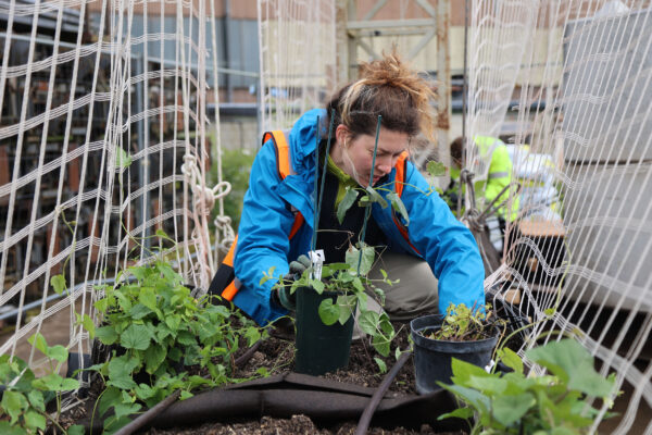 A woman planting in bed soil